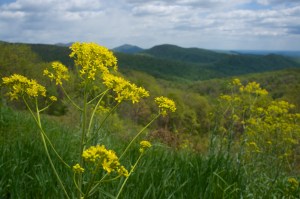 View from Skyline Drive, Shenandoah National Park
